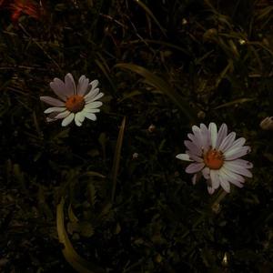 专干老熟女300部-
